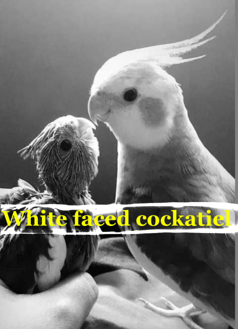 White faced grey pied cockatiel