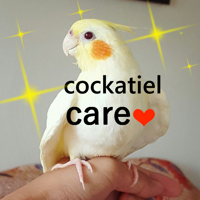 cockatiel care