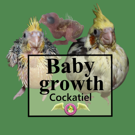 Cockatiel baby Growth Cockatiel baby grow and develop with the care provided by both parents and the breeder