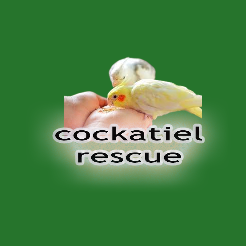 Cockatiel Rescue