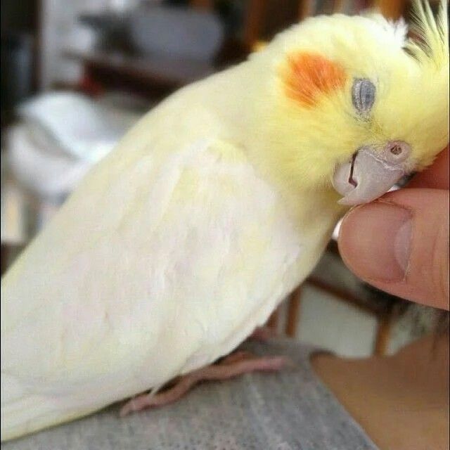 are cockatiels easy to take care of